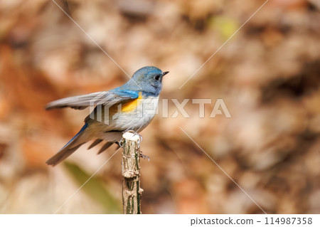 The cute blue flycatcher (flycatcher) is a happy blue bird that flaps its wings and flies away. Omachi Park Nature View, Ichikawa City, Chiba Prefecture, Japan 114987358