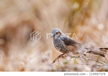 A beautiful brown-eared bulbul (family Pycnonotidae). At Omachi Park Nature Observation Garden, Ichikawa City, Chiba Prefecture, Japan. Photographed in the New Year of 2024. 114987378