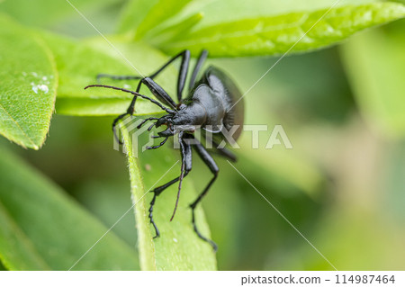Black claw blossom beetle 114987464