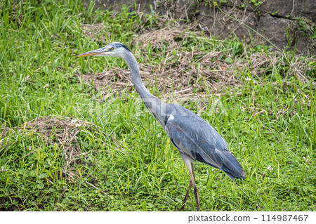 Gray heron Gray heron 114987467