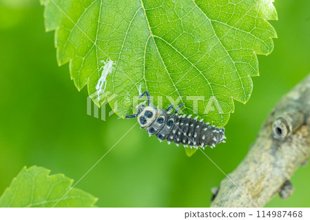 The larvae of the giant ladybug eat the larvae of the mulberry psyllid. 114987468