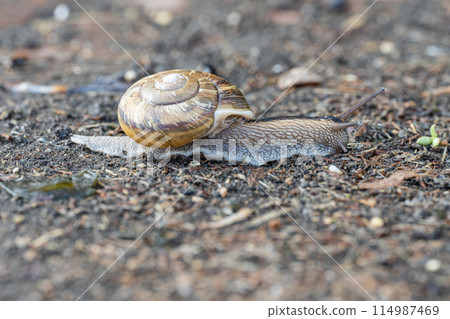 A snail crawling on the road (Namimaimai) A snail crawling on the road (Namimaimai) 114987469