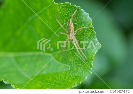 Ilo-billed spider　 114987472