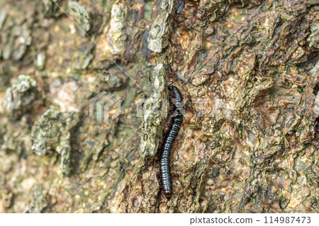 Millipede crawling on a tree trunk 114987473