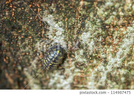 Pill Bug (Argillis vulgare) Crawling on a Tree Trunk 114987475