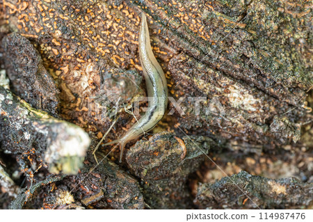 Red slug Red slug 114987476