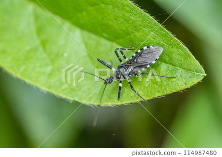 Shima shark turtle 114987480