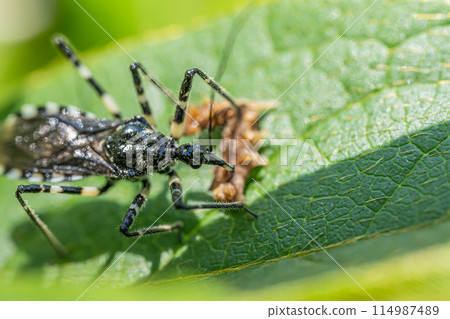 Assassin bug preying on caterpillars 114987489