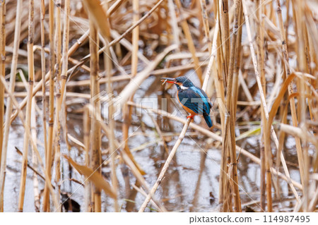 A cute kingfisher (Alcedinidae) catching a small fish. At Omachi Park Nature Observation Garden, Ichikawa City, Chiba Prefecture, Japan. 202 114987495