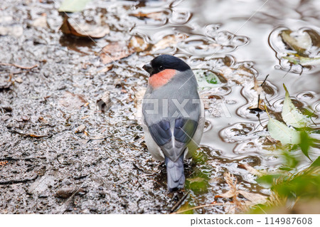 A cute little bush warbler (family Fringillidae) descends to a stream to drink water. At the Omachi Park Nature Observation Garden, Ichikawa City, Chiba Prefecture, Japan. 2 A cute little bush warbler (family Fringillidae) descends to a stream to drink water. At the Omachi Park Nature Observation Garden, Ichikawa City, Chiba Prefecture, Japan. 2 114987608