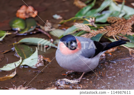 一隻可愛的紅腹灰雀（Atriidae）到溪邊喝水。  位於日本千葉縣市川市大町公園自然觀察園。 2 114987611