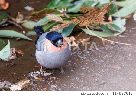 一隻可愛的紅腹灰雀（Atriidae）到溪邊喝水。  位於日本千葉縣市川市大町公園自然觀察園。 2 114987612