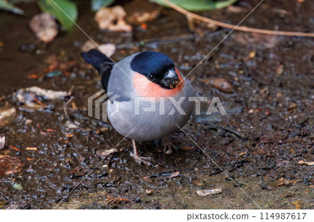一隻可愛的紅腹灰雀（Atriidae）到溪邊喝水。  位於日本千葉縣市川市大町公園自然觀察園。 2 114987617