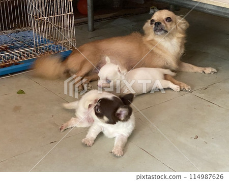 Cute little chihuahua dog with puppy on the floor Cute little chihuahua dog with puppy on the floor 114987626