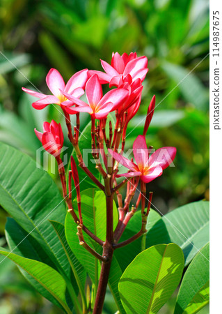 Pink frangipani flowers Pink frangipani flowers 114987675