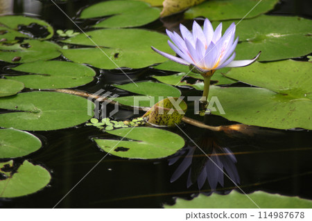 Reflection of the Water lilly Reflection of the Water lilly 114987678