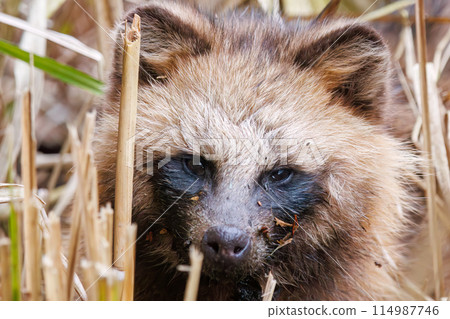 A cute and fluffy baby Japanese raccoon dog (Canidae). At Omachi Park Nature Observation Garden, Ichikawa City, Chiba Prefecture, Japan. 2 114987746