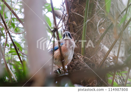 A beautiful Eurasian Jay (Crow family) at Omachi Park Nature Observation Garden, Ichikawa City, Chiba Prefecture, Japan. Photographed in the New Year of 2024. 114987808