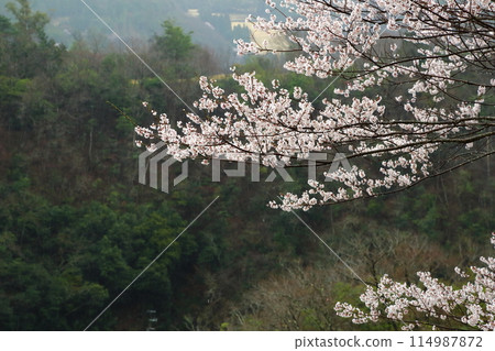 Dream Hotaru's Ed Higan Sakura Dream Hotaru's Ed Higan Sakura 114987872