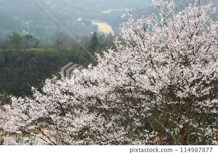 Dream Hotaru's Ed Higan Sakura Dream Hotaru's Ed Higan Sakura 114987877