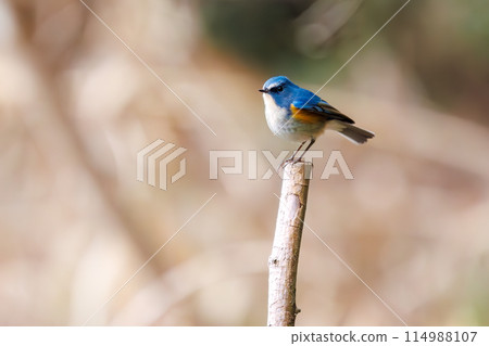 The blue bird of happiness, the cute Blue-winged Flycatcher (Flycatidae). At Omachi Park Nature Observation Garden, Ichikawa City, Chiba Prefecture, Japan. 202 The blue bird of happiness, the cute Blue-winged Flycatcher (Flycatidae). At Omachi Park Nature Observation Garden, Ichikawa City, Chiba Prefecture, Japan. 202 114988107