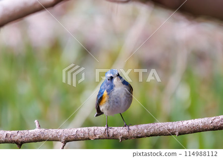 The blue bird of happiness, the cute Blue-winged Flycatcher (Flycatidae). At Omachi Park Nature Observation Garden, Ichikawa City, Chiba Prefecture, Japan. 202 114988112
