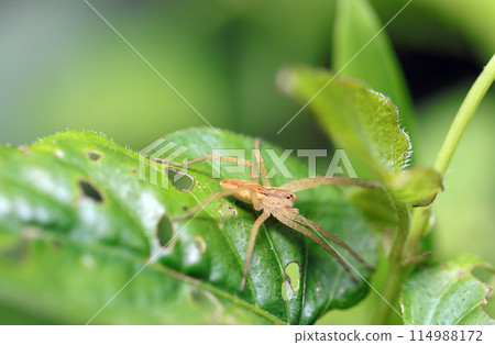 A beige spider on green grass (natural light & strobe macro lens close-up) A beige spider on green grass (natural light & strobe macro lens close-up) 114988172