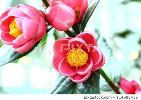 Haidun's Red Flowers Haidun's Red Flowers 114988419