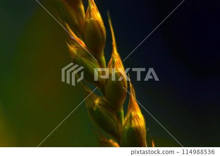 A single wheat ear shining amber against a black background (color retouched, natural light + macro close-up photo) 114988536