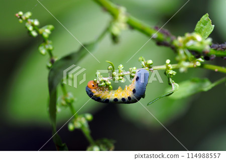 鋸蠅的最後一齡幼蟲,有著可愛的圓點圖案和貪婪的食慾(自然光和頻閃微距鏡頭特寫) 鋸蠅的最後一齡幼蟲,有著可愛的圓點圖案和貪婪的食慾(自然光和頻閃微距鏡頭特寫) 114988557
