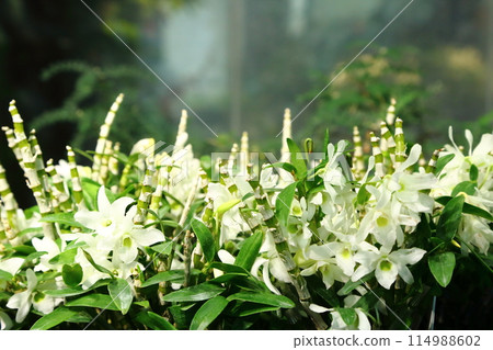 Dendrobium Dendrobium 114988602