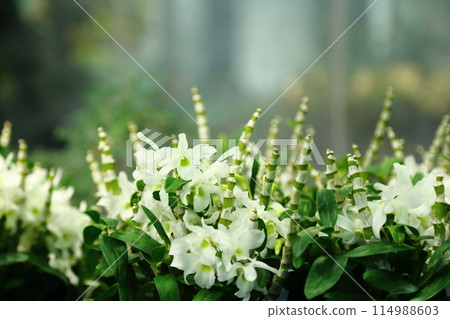 Dendrobium Dendrobium 114988603