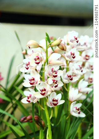 Cymbidium 114988791