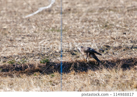 A beautiful Peregrine Falcon (Falconidae) catching its prey. Watarase Reservoir, Tochigi City, Tochigi Prefecture, Japan. Ramsar 114988817