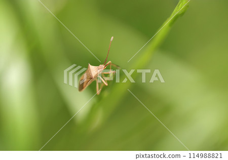 A light brown narrow-legged stink bug on a grass field (natural light & strobe macro lens close-up) A light brown narrow-legged stink bug on a grass field (natural light & strobe macro lens close-up) 114988821