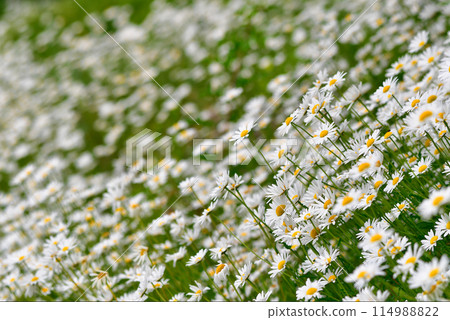 Margarets in full bloom in the field Margarets in full bloom in the field 114988822
