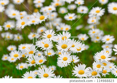 Margarets in full bloom in the field 114988823