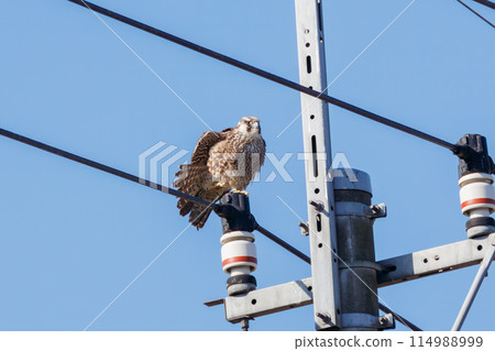 A beautiful Peregrine Falcon (Falconidae) preening its feathers at the Watarase Reservoir, Tochigi City, Tochigi Prefecture, Japan. Ramsar 114988999