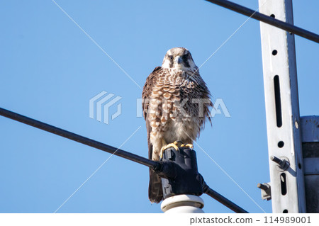 A beautiful Peregrine Falcon (Falconidae) preening its feathers at the Watarase Reservoir, Tochigi City, Tochigi Prefecture, Japan. Ramsar 114989001