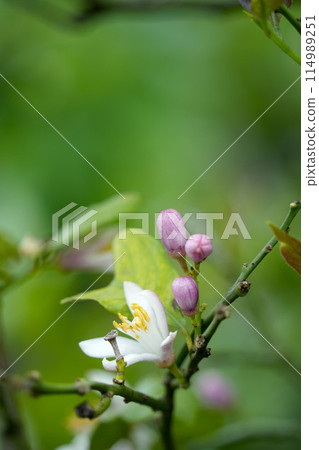 竹花 114989251