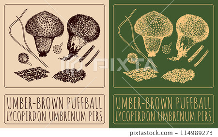 Vector drawing UMBER-BROWN PUFFBALL. Hand drawn illustration. The Latin name is LYCOPERDON UMBRINUM PERS Vector drawing UMBER-BROWN PUFFBALL. Hand drawn illustration. The Latin name is LYCOPERDON UMBRINUM PERS 114989273