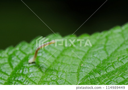A small gray-green inchworm stares into the distance on a large leaf (natural light & strobe macro lens close-up) A small gray-green inchworm stares into the distance on a large leaf (natural light & strobe macro lens close-up) 114989449