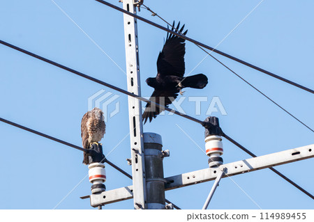 A pale falcon (Falconidae) perched on a utility pole, threatening a crow, at the Watarase Reservoir, Tochigi City, Tochigi Prefecture, Japan. 114989455