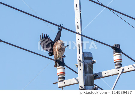 A pale falcon (Falconidae) perched on a utility pole, threatening a crow, at the Watarase Reservoir, Tochigi City, Tochigi Prefecture, Japan. 114989457