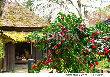 Spring Kakunoda samurai house Spring Kakunoda samurai house 114989480