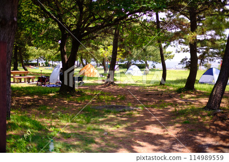 陽光穿過樹林的露營地 114989559