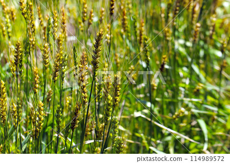 Golden wheat field 114989572