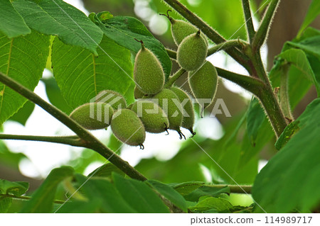 Small green walnuts (spring, May) 114989717