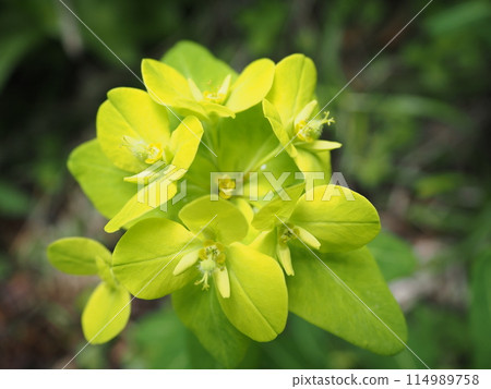 Ozenuma Taigeki 1 Ozenuma Taigeki 1 114989758