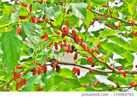 Red mulberry fruit (spring, May) Red mulberry fruit (spring, May) 114989783